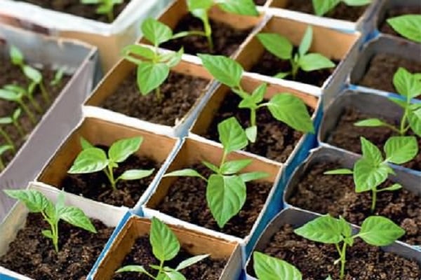 plants in greenhouse conditions