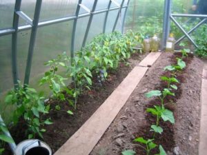 Is it possible to plant hot peppers next to cucumbers