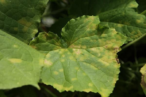 cuidado de las plantas