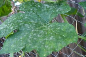 Treatment and prevention of powdery mildew on cucumbers, the main control measures