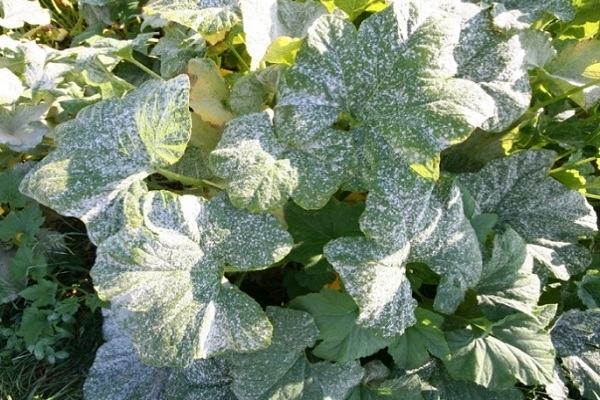 Powdery mildew