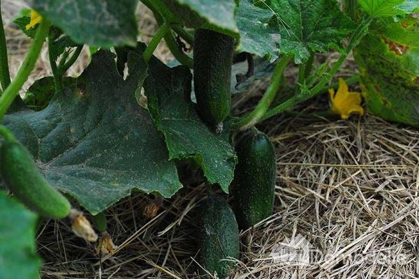 mulching cucumbers