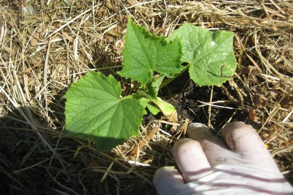 cucumber soil