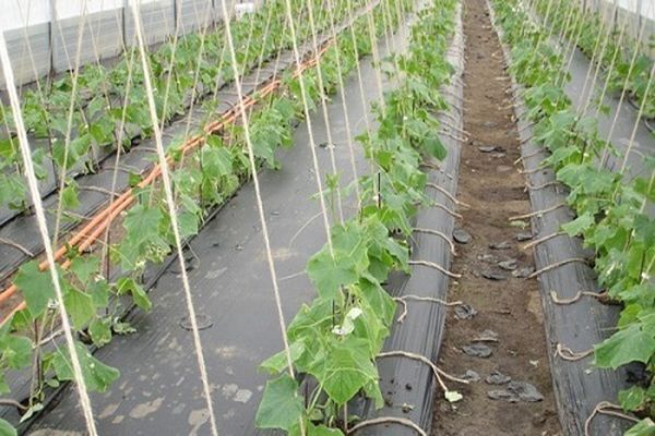 growing cucumbers