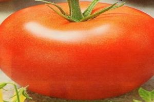 Description of the tomato variety Nasha Masha, its features and characteristics