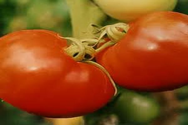 Descripción de la variedad de tomate Nasha Masha, sus características y características.