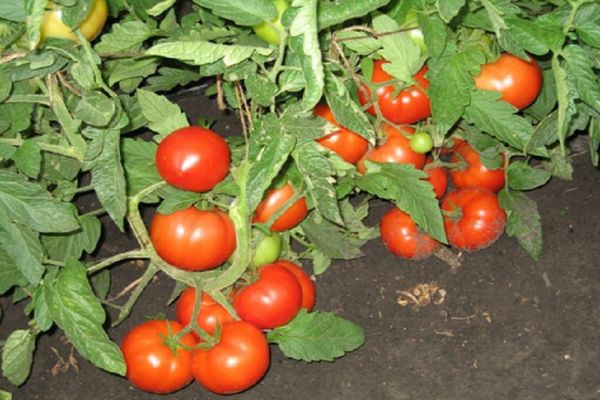 tomates dans le sol