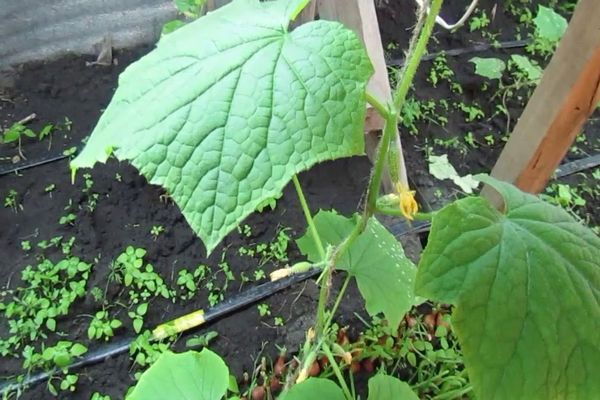 cucumbers in the garden