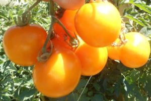 Description de la variété de tomate Nizhegorodsky Kudyablik, ses caractéristiques