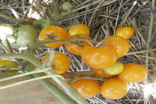 bouts de tomates