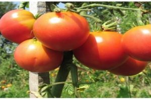 Descripción de la variedad de tomate Nocturne, recomendaciones para su cultivo.