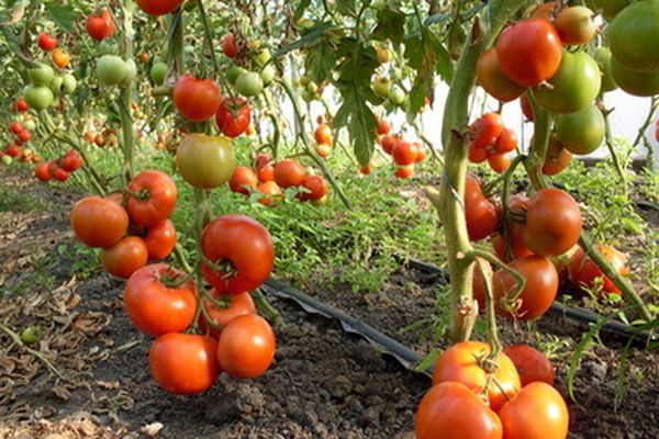 growing tomatoes