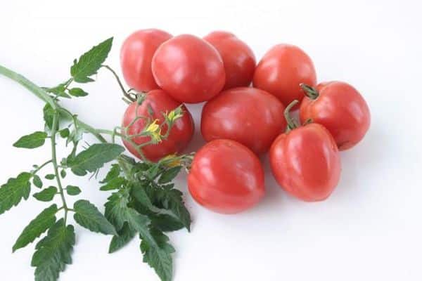 tomato variety nocturne