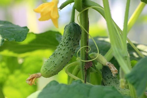 bigote de pepino