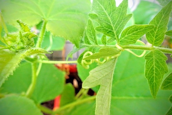 stress pour les plantes