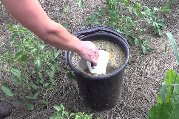 excrementos de pollo