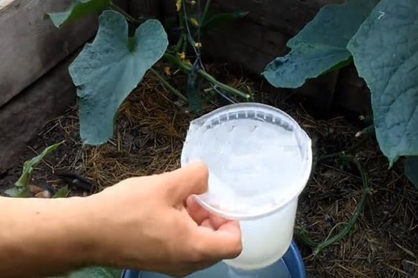 process cucumbers