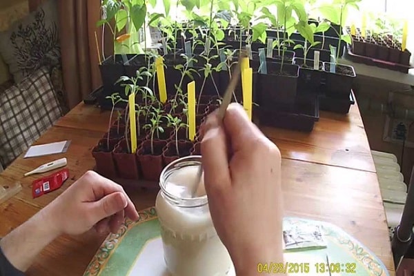 cucumber seedlings