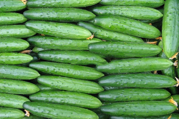 depth of cucumbers