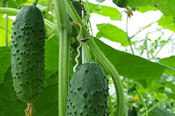 lightly salted cucumbers