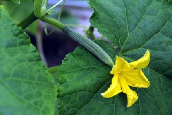 tijekom vegetacijske sezone