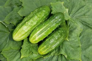 Description of the variety of cucumbers Hector, Buyan, Malyshok, Nadezhda and Grasshopper and their characteristics