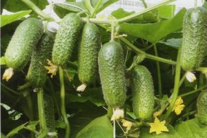 Description of the Kibriya cucumber variety, cultivation features