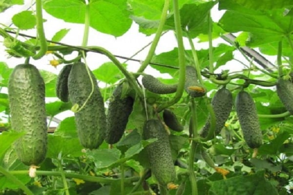 kibriya cucumbers