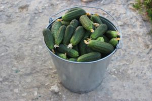 Description of cucumbers varieties Mazai, Generalsky, Zena, ks 90, rmt, Taganay and others