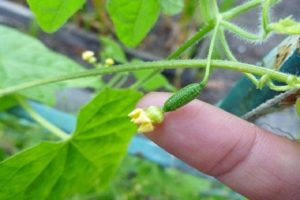 Description of the Murashka cucumber variety, their characteristics and cultivation