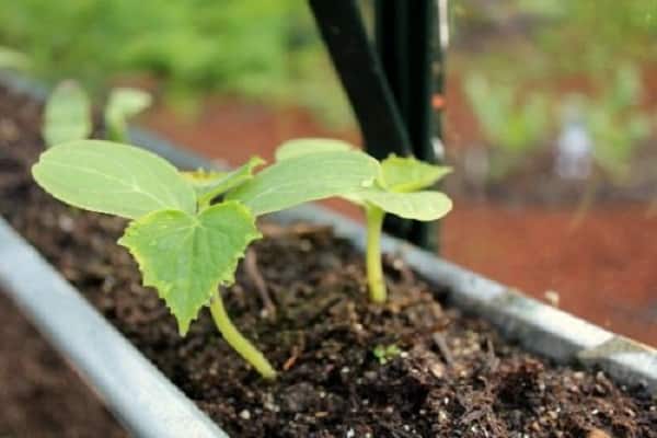 plantado en agujeros