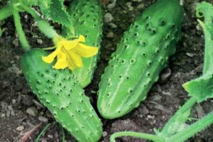 Características y descripción de la variedad de pepino Pogrebok, su rendimiento.