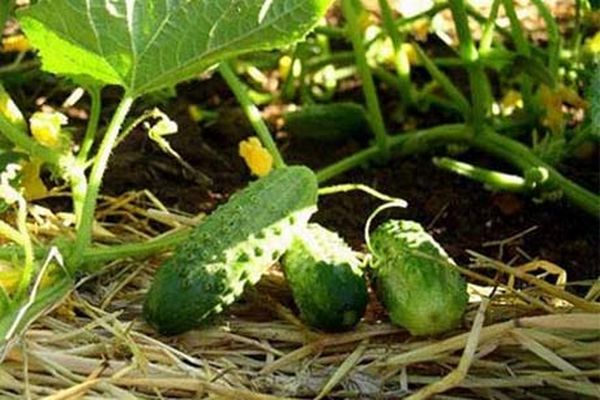 cucumber harvest