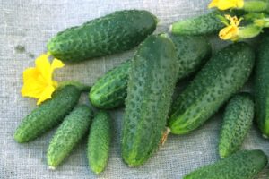 Description of the variety of cucumbers Shchedryk, their cultivation