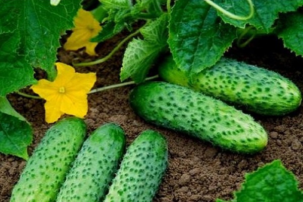 grow cucumbers