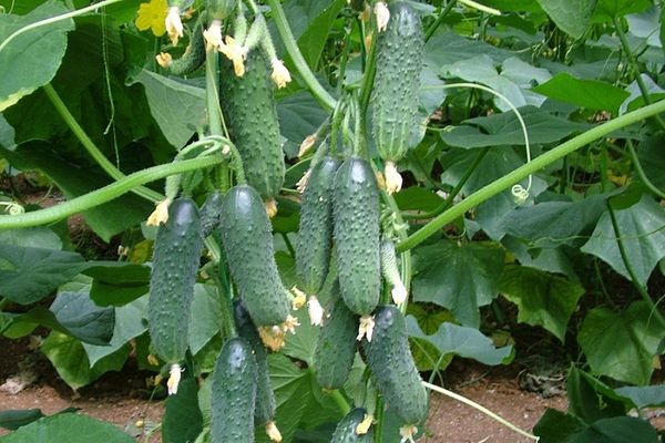 temperatura del pepino