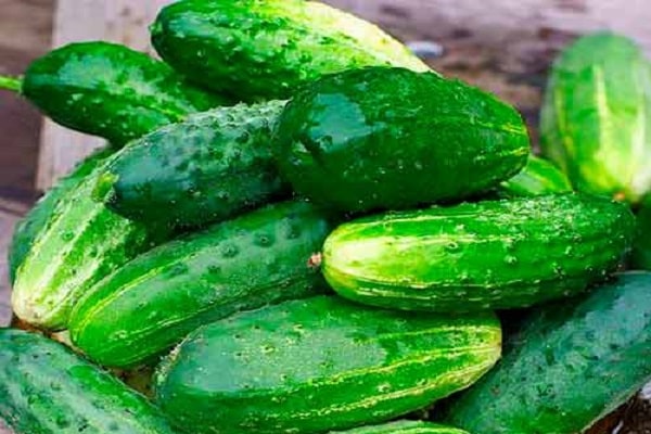 cucumber care