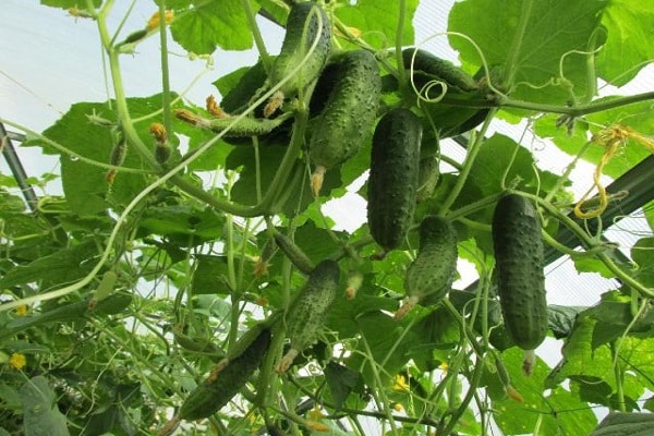 platos de verduras