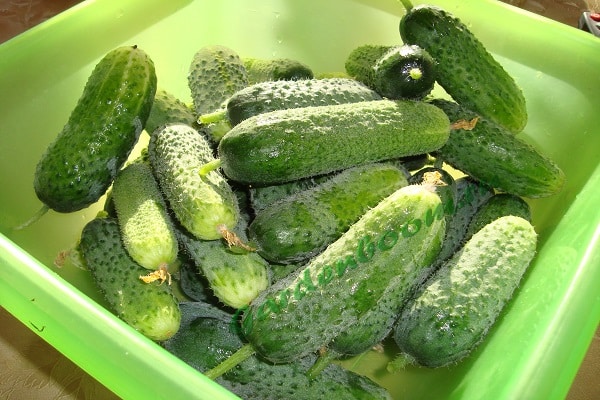 small gherkins