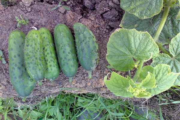 cornichons de mi-saison