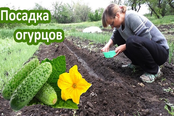 the girl is planting cucumbers