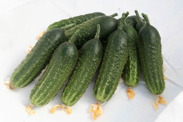 short-fruited cucumbers