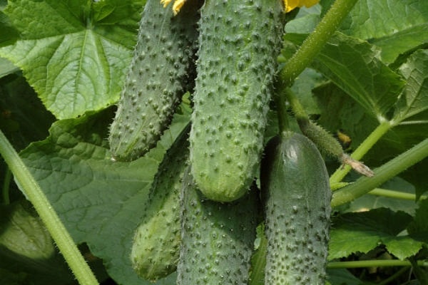 cucumbers courage