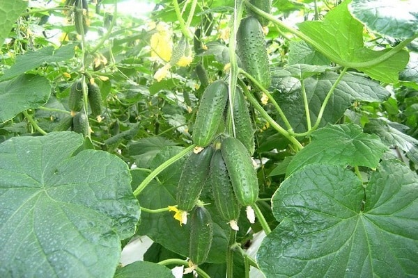 vegetable formation