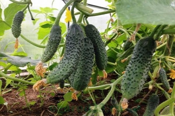 cultivado en un invernadero