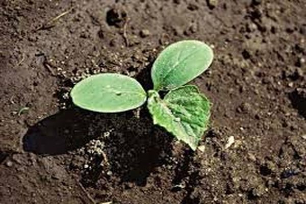 cucumber in the ground