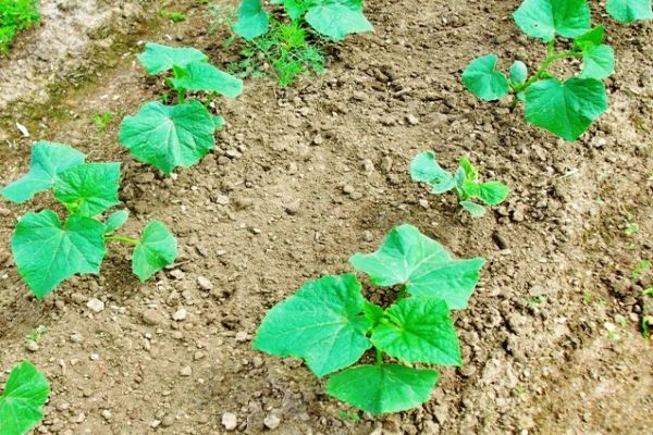 cucumbers and caring for them