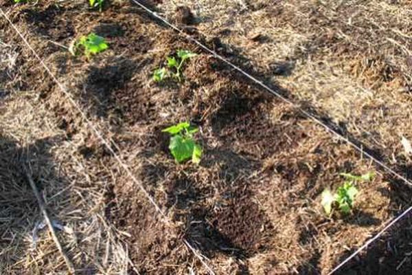 cucumbers in sawdust