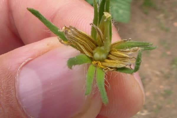 rotten flower