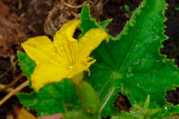 fleurit, mais pas de fruit